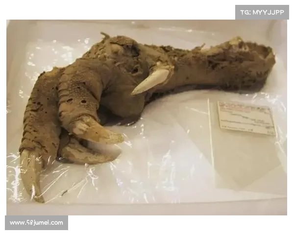 揭开古代文明遗迹中的神秘生物与超自然力量的秘密 揭开古代文明遗迹中的神秘生物与超自然力量的秘密